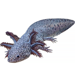 Lavender Axolotl